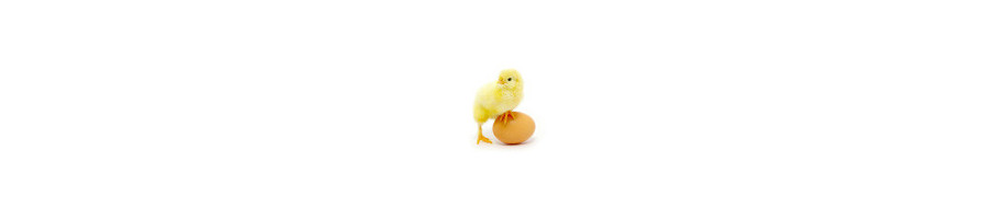 OISEAUX