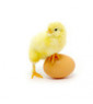 OISEAUX
