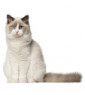 CHATS
