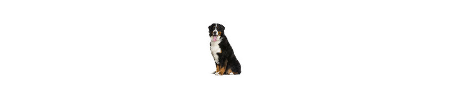 CHIENS