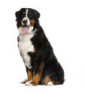 CHIENS
